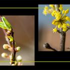 Frühling ... ist knospen und blühen ...