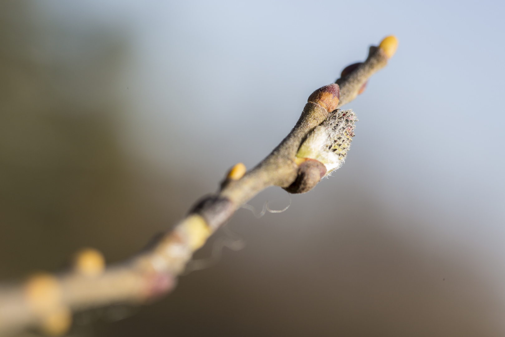 Frühling ist nah II