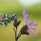 Frühling ist ne schöne Zeit............. :O)