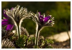 Frühling ist noch lang kein Grund den Pelz auszuziehen.