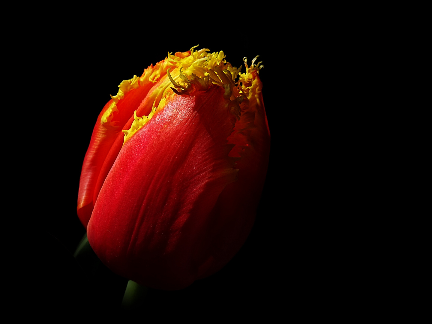 Frühling ist Tulpenzeit