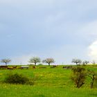 Frühling ist, wenn die Farben blühen