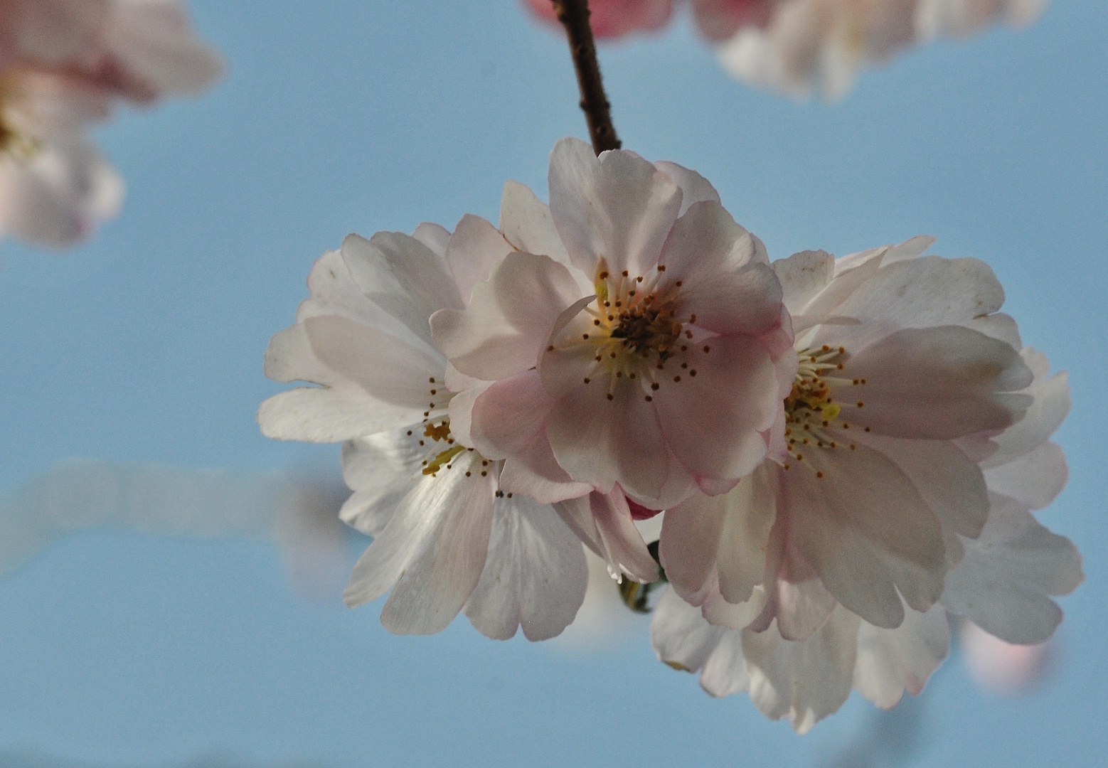 Frühling ist - wenn die Zierkirsche blüht