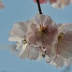 Frühling ist - wenn die Zierkirsche blüht