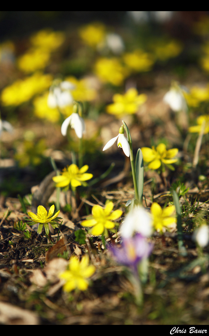 Frühling ist wie ein Erwachen nach einem tiefen Schlaf.