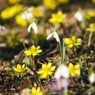 Frühling ist wie ein Erwachen nach einem tiefen Schlaf.