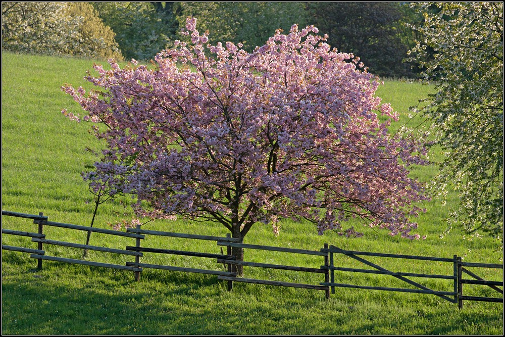 Frühling ists