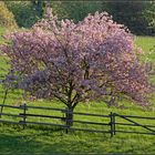 Frühling ists