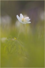 Frühling ist`s