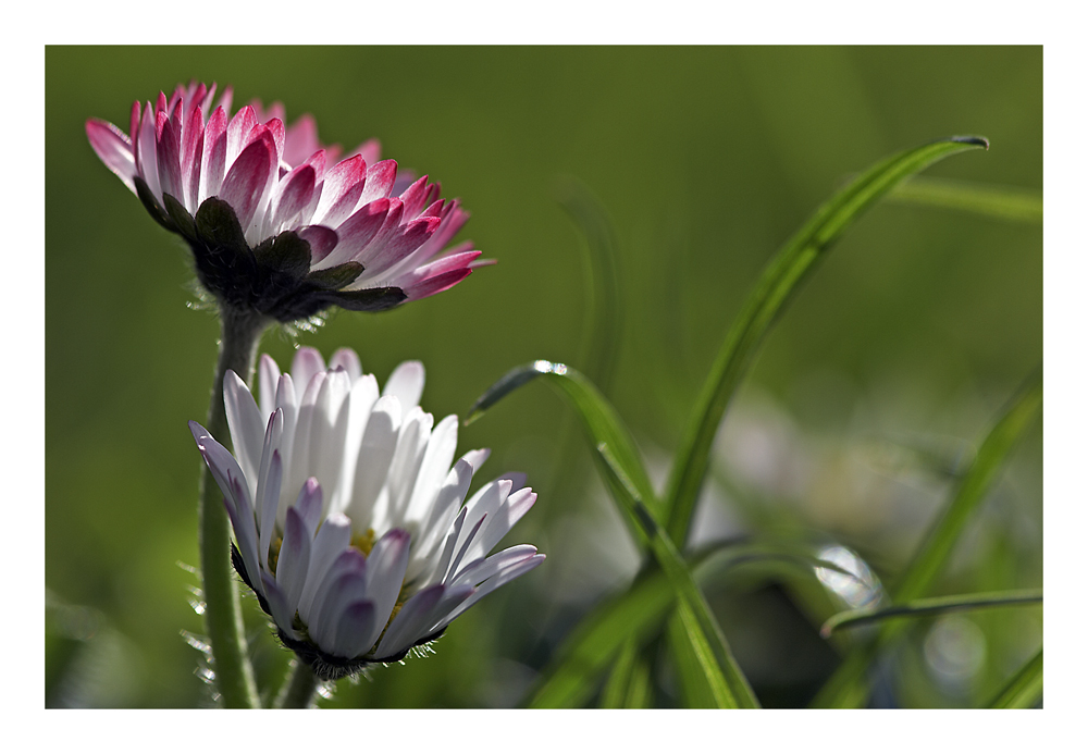 Frühling ist's (2)