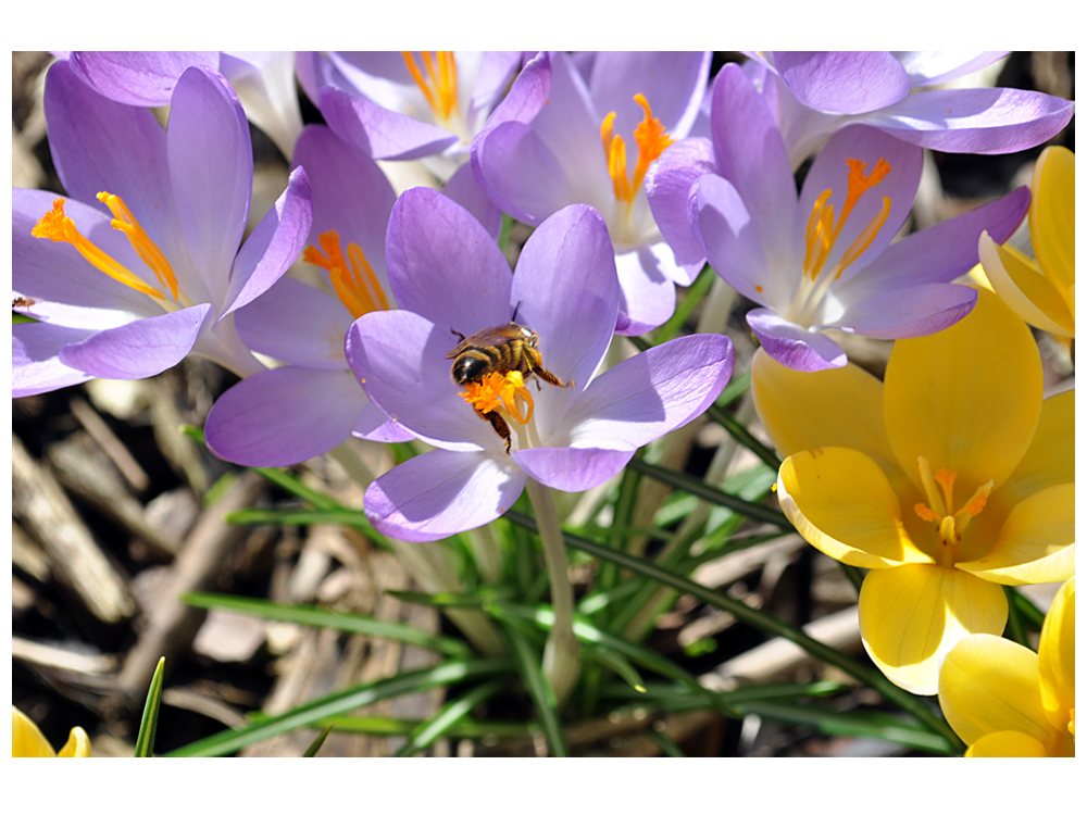 Frühling ist's ! (4)