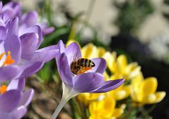 Frühling ist's ! (5)