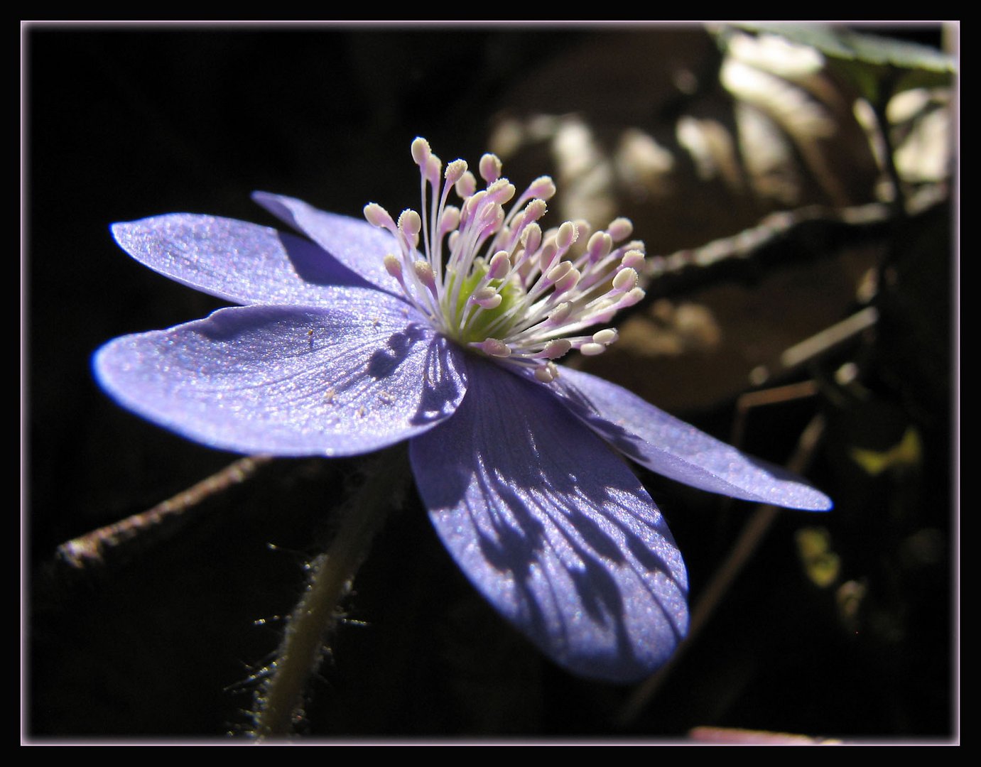 Frühling ist´s