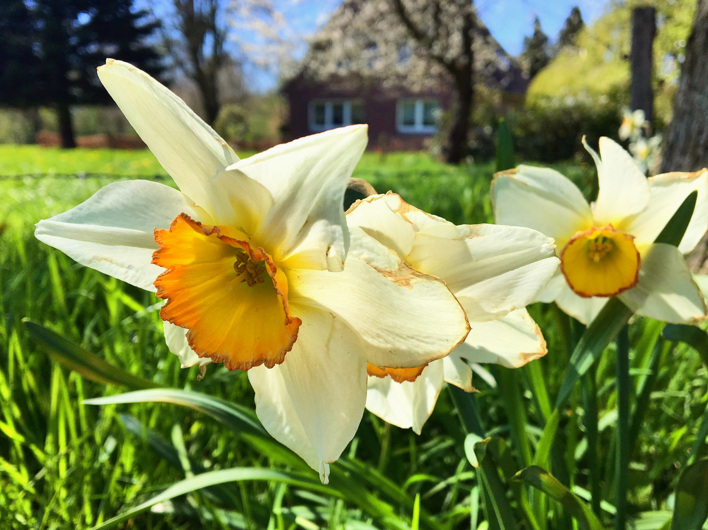 Frühling ist's