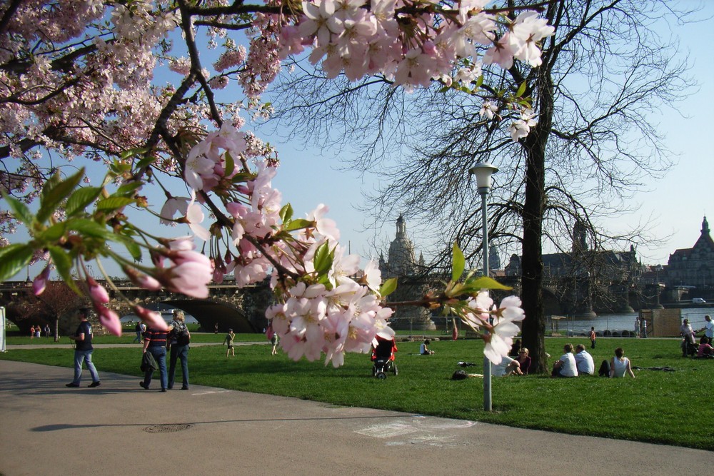 Frühling ist's an der Elbe