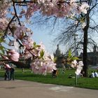 Frühling ist's an der Elbe