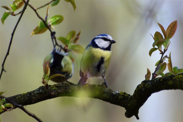 Frühling ist's