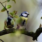 Frühling ist's