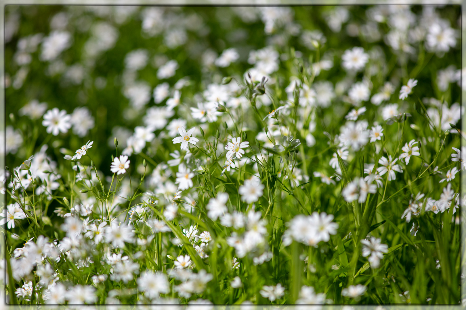 Frühling ist`s