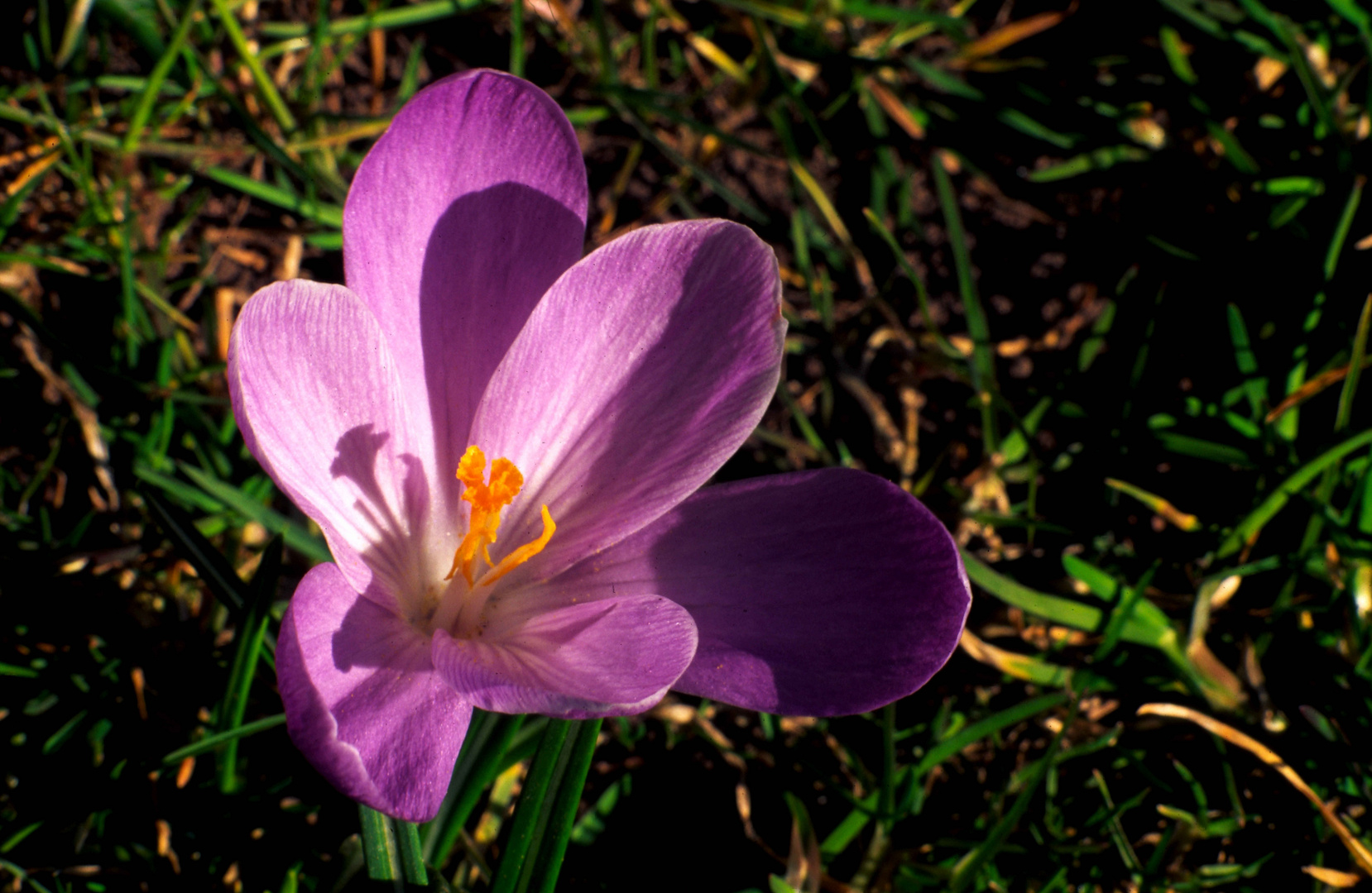 Frühling ist's!