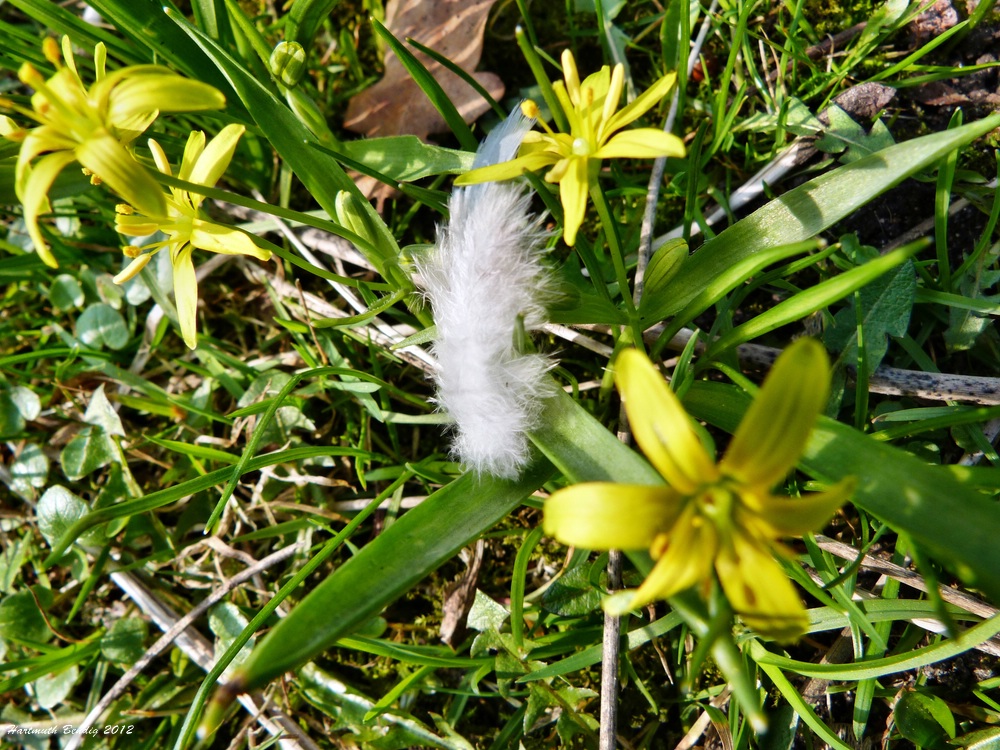 Frühling ist´s