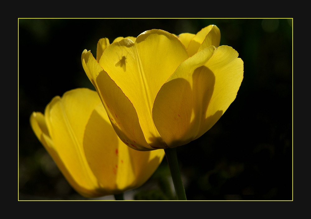 Frühling ist's geworden...