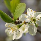 Frühling ist's !! - nicht mehr zu übersehen !