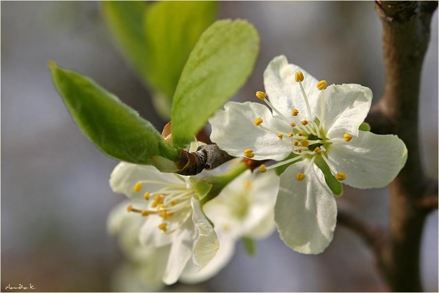 Frühling ist's !! - nicht mehr zu übersehen !