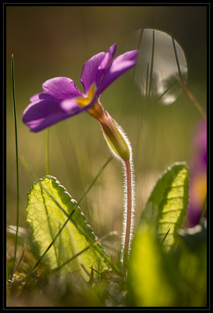 Frühling IV