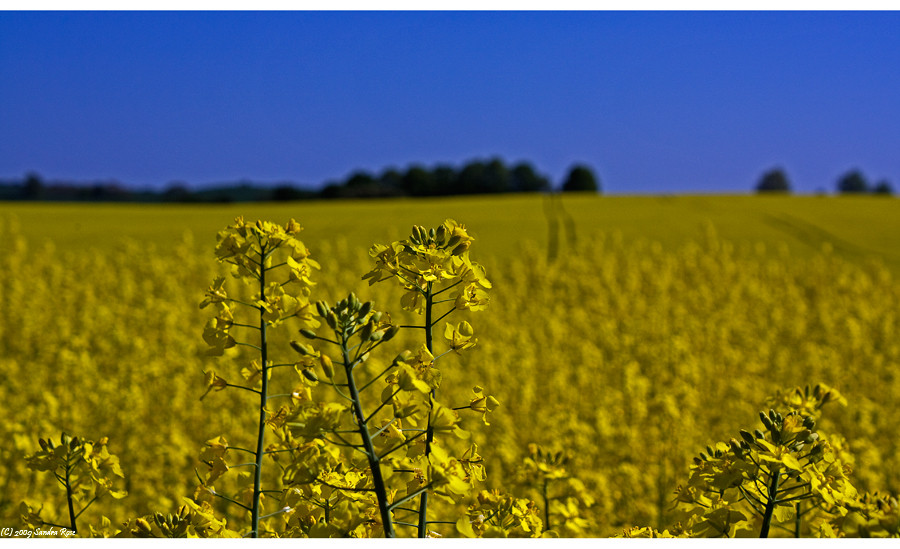 Frühling IV