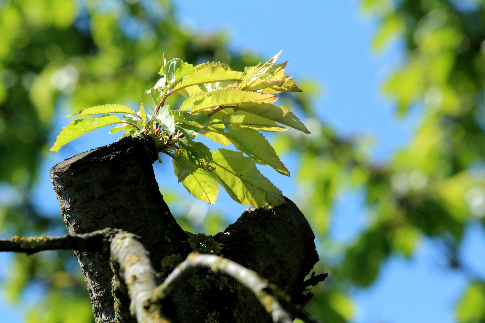 Frühling IV