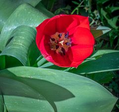 Frühling IV