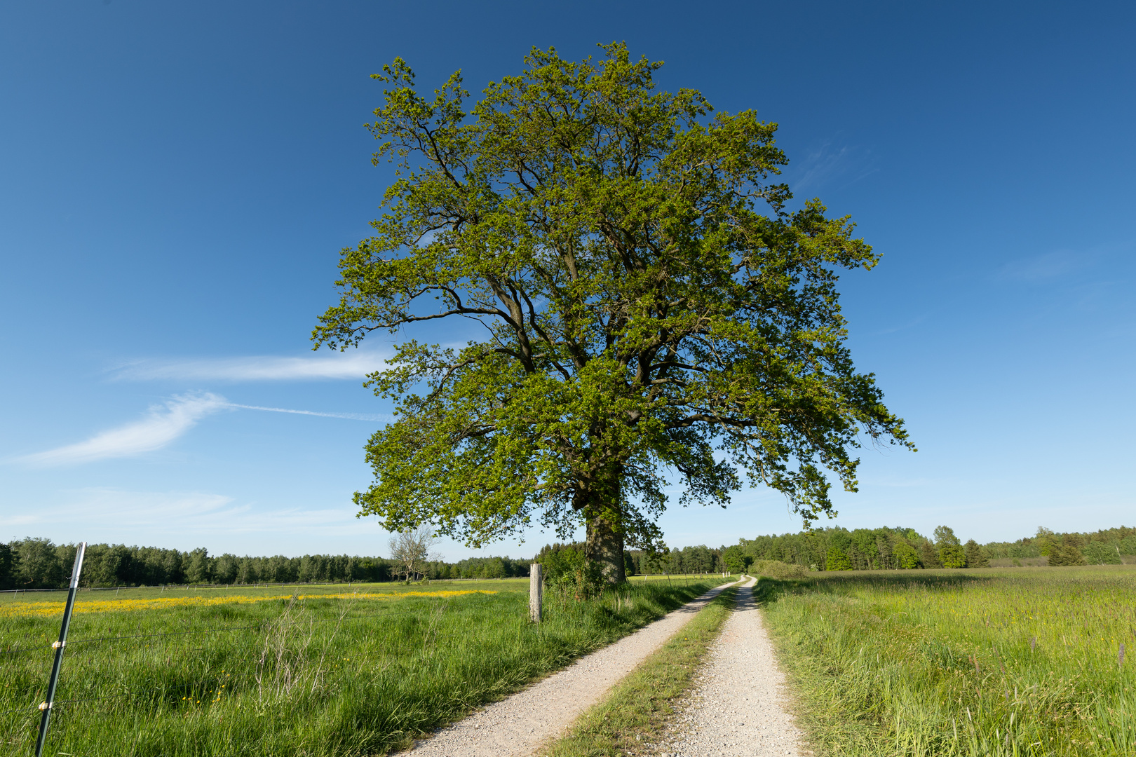 Frühling IV