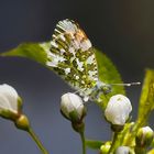 frühling IV Verschmolzen 