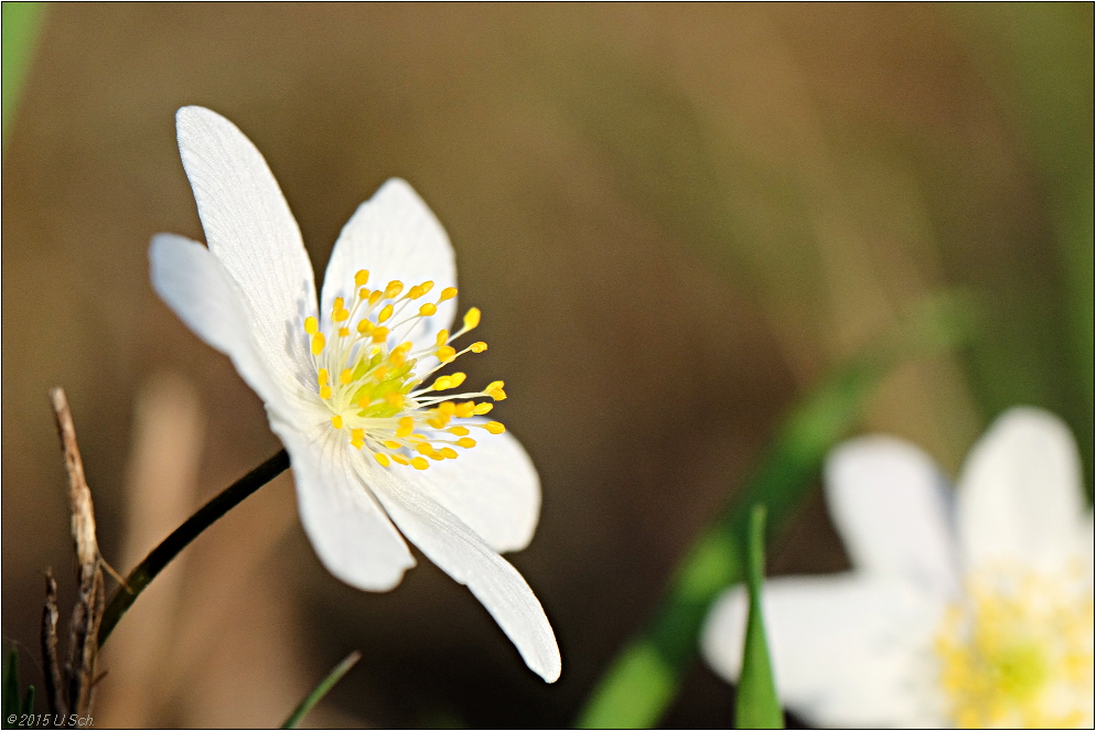 Frühling IX