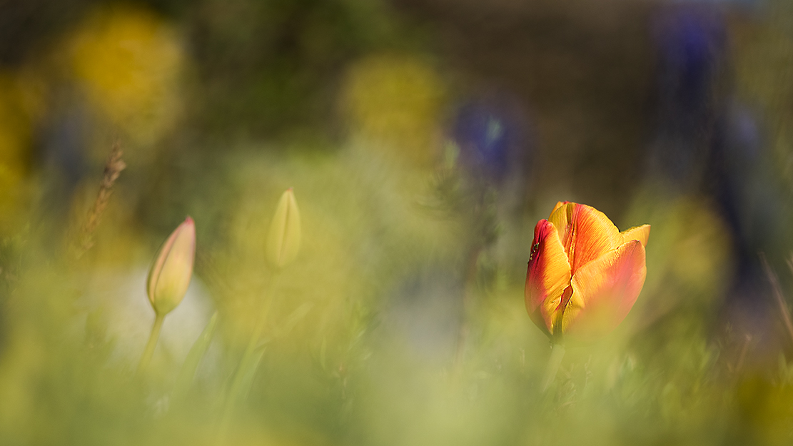 "frühling, ja du bist`s!"