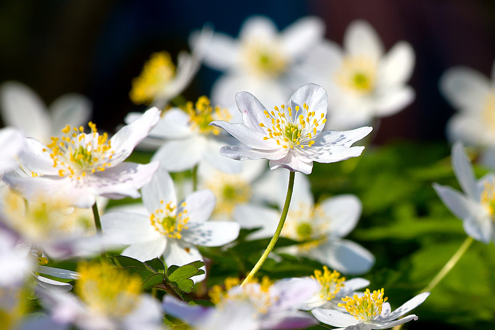 Frühling, ja Du bist's...