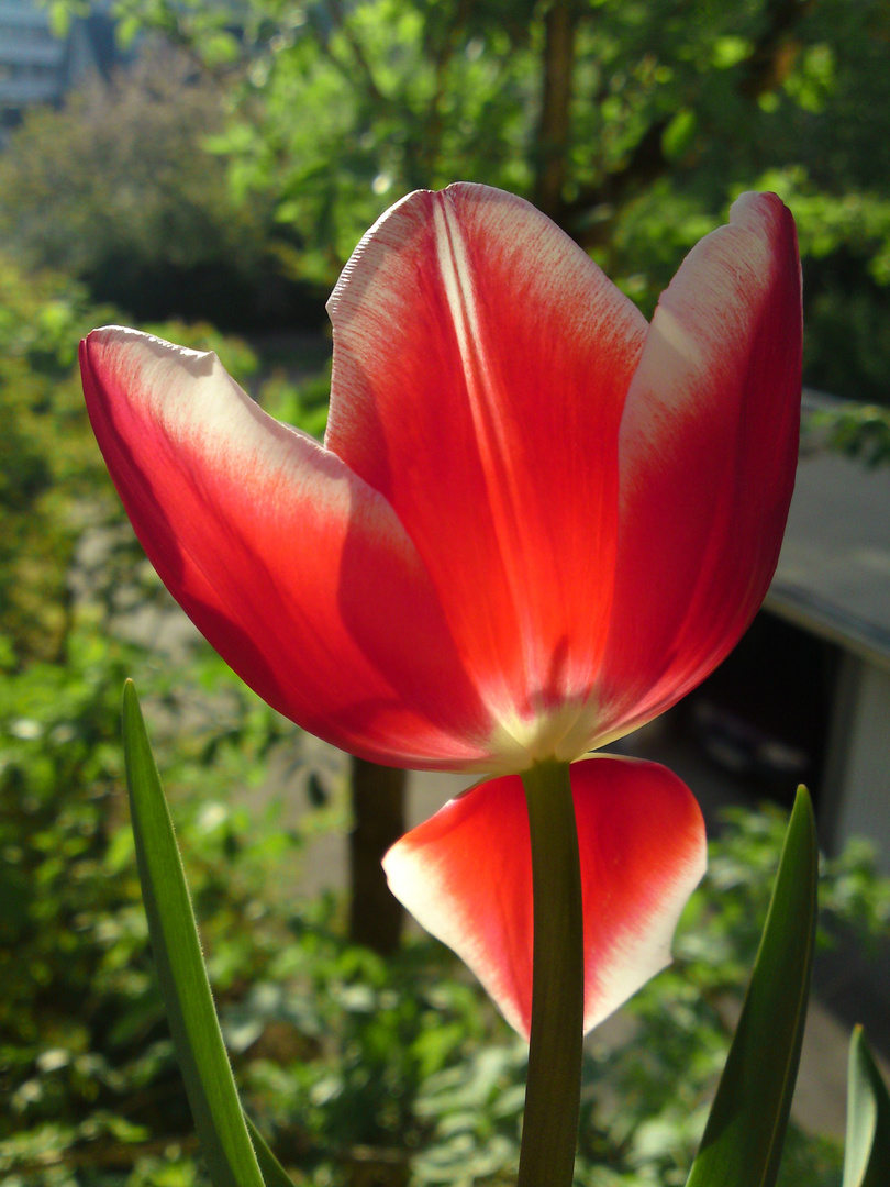 Frühling, ja Du bist's!