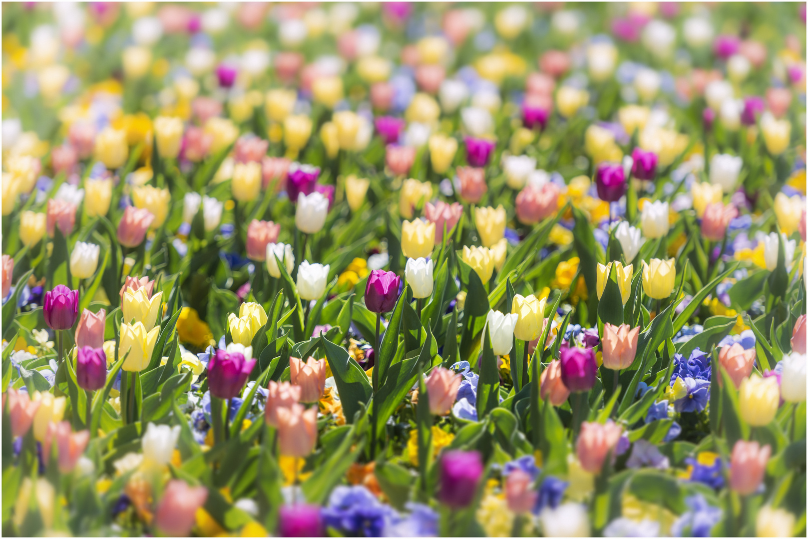 Frühling, ja du bist's !