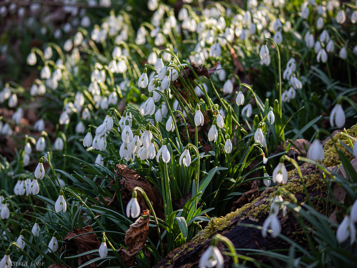 Frühling, ja du bist's!