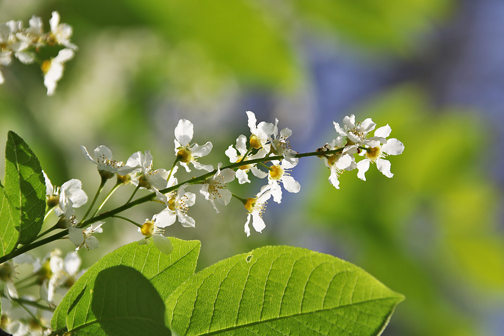 Frühling, ja, du bist´s