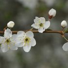 Frühling - ja du bist's