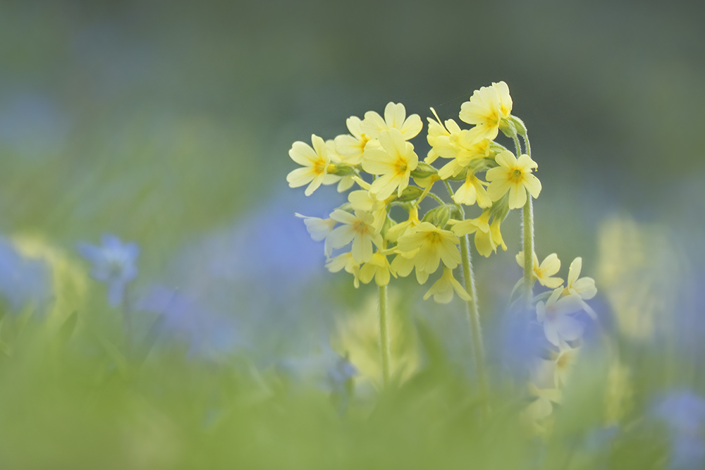 Frühling, ja, Du bist`s