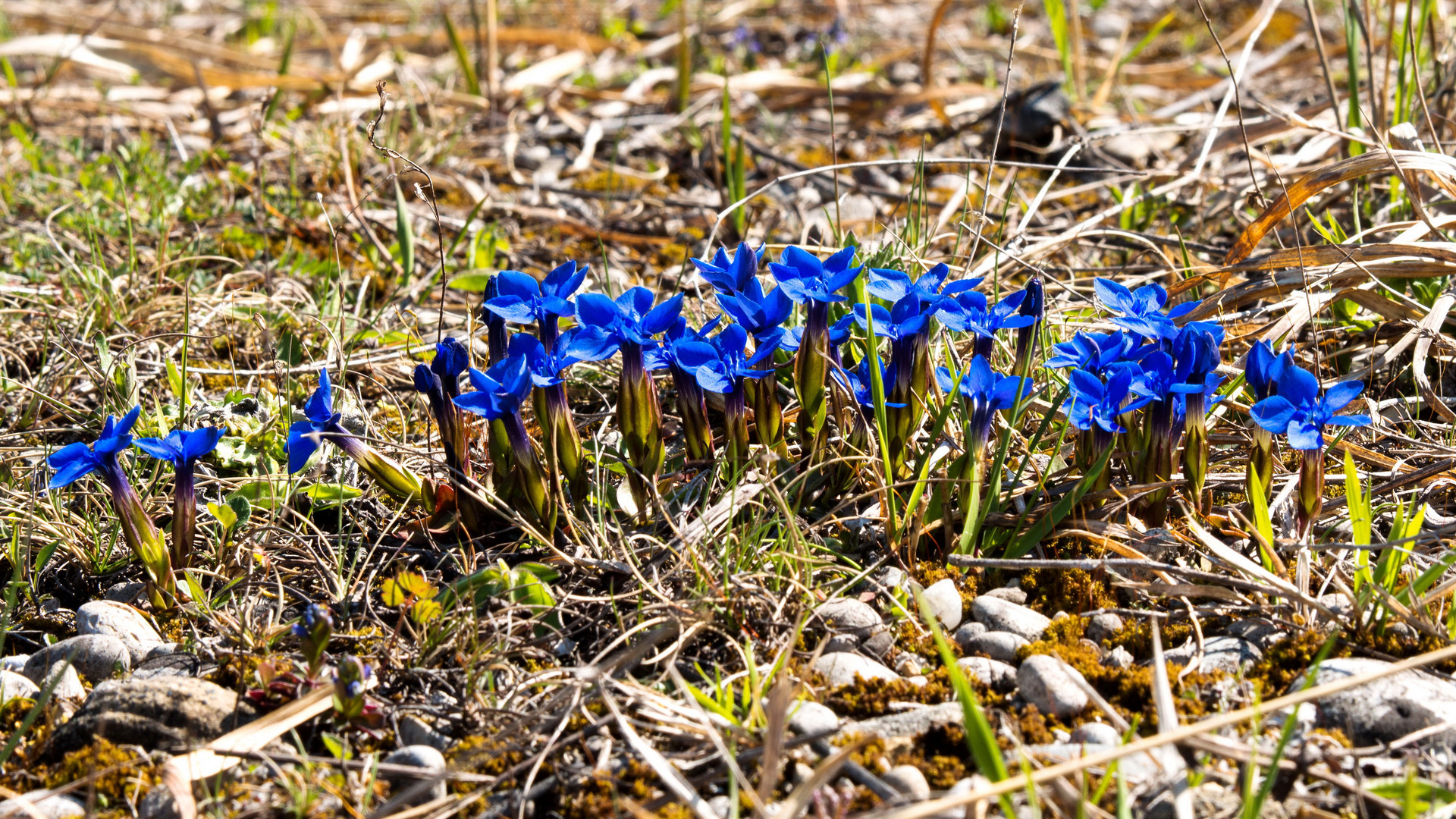 " Frühling, ja du bist`s, dich hab ich vernommen " !