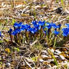 " Frühling, ja du bist`s, dich hab ich vernommen " !