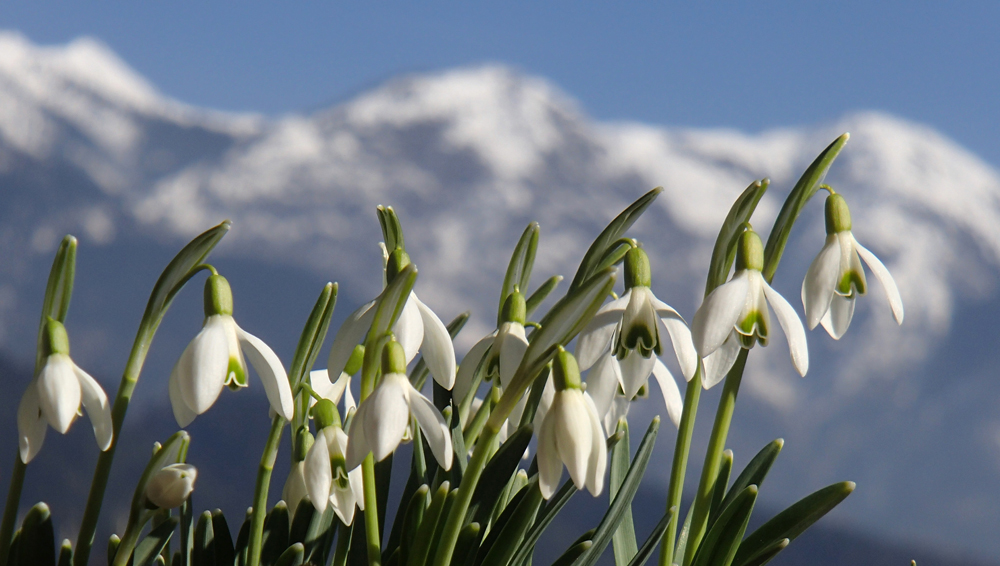 ...Frühling ja du bists, dich hab ich vernommen