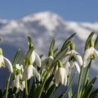 ...Frühling ja du bists, dich hab ich vernommen