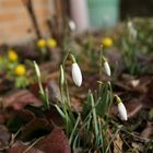 Frühling, ja Du bist`s, Dich heiß ich willkommen!