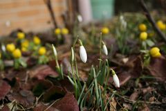 Frühling, ja Du bist`s, Dich heiß ich willkommen!