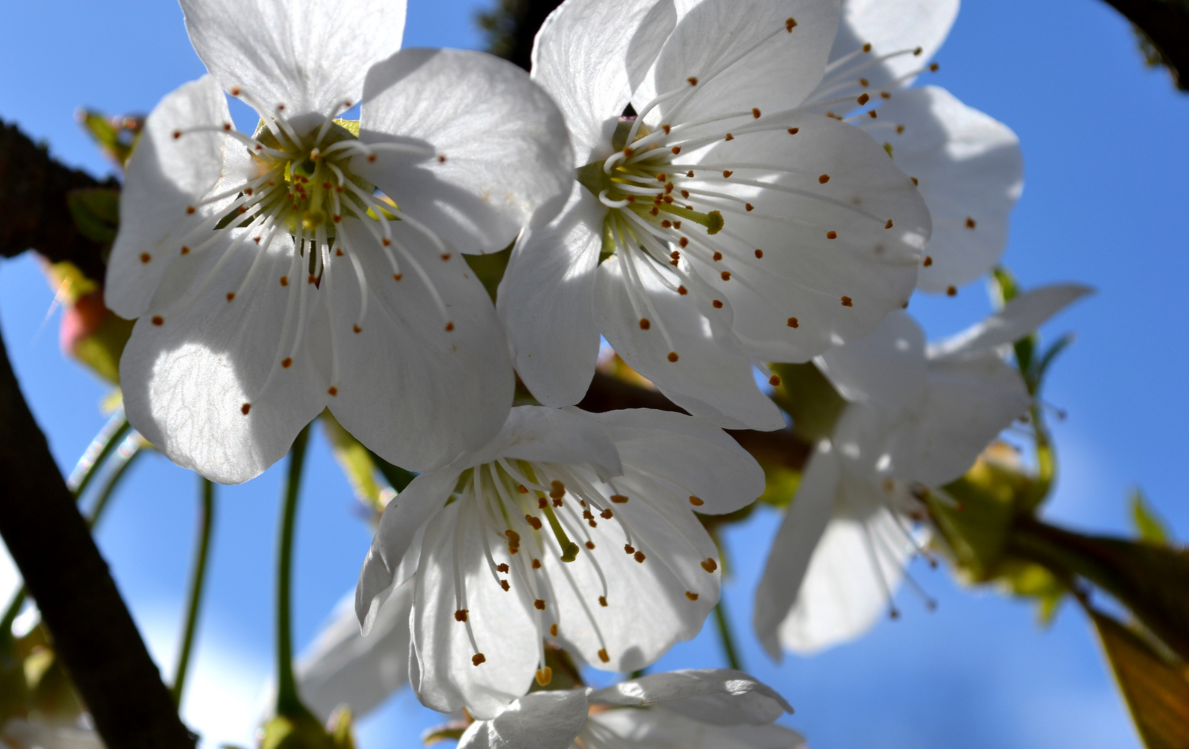 Frühling, ja du bist's....